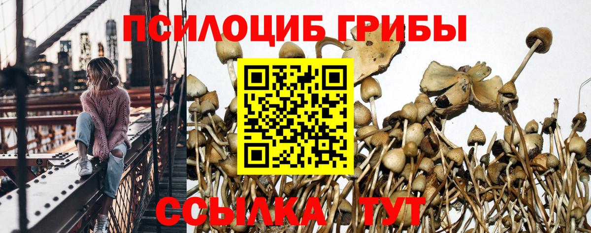 Псилоцибиновые грибы Psilocybine cubensis  Вход с VPN  Псилоцибиновые грибы Cubensis  Алатырь 